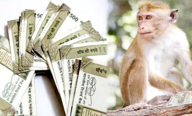 ऑटोरिक्शा ड्राइवर से बंदर ने छीने 1 लाख रुपए और सड़क पर कर दी नोटों की बारिश