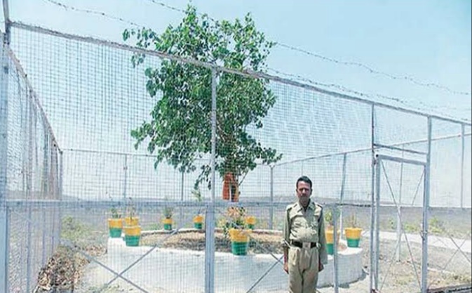 एक ऐसा VVIP पेड़ जिस की सुरक्षा में 24 घंटे तैनात रहते हैं सुरक्षा गार्ड
