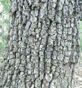 इस तस्वीर में पेड़ से लिपटे जानवर को आप पहचान पाए तो समझ लीजिए आप जीनियस है