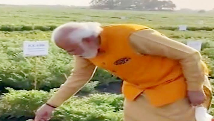 प्रधानमंत्री मोदी ने खेतों में पौधे से तोड़कर खाई यह चीज, उस चीज को सर्च करने में इंटरनेट पर मच गई होड़