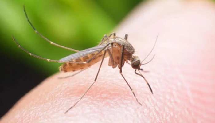 इंसानों के सिर पर मच्छर क्यो मंडराते है? जानिए दिलचस्प वजह।