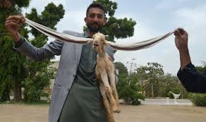 पाकिस्तान में पैदा हुई बेहद लंबे कान वाली बकरी, दुनियां भर में हो रही खूब चर्चा