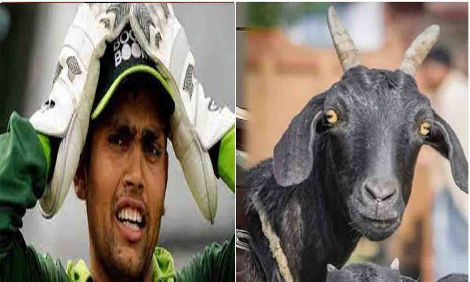 बकरीद से पहले चोरी हो गया पाकिस्तानी क्रिकेटर कामरान अकमल का कुर्बानी वाला 90 हजार का बकरा, सो गया था पहरेदारी करने वाला नौकर