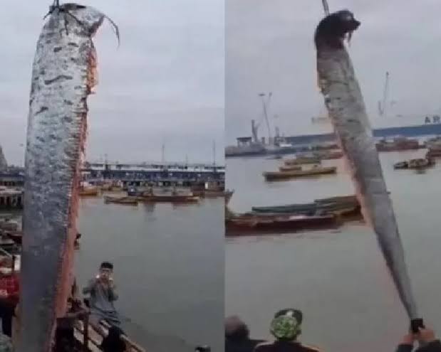 मछुआरे के जाल में गलती से फंसी 16 फिट की विशालकाय मछली, 'श्रापित मछली' के चक्कर मे शहर की उड़ी नींद